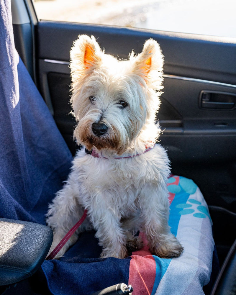 West Highland terrier sitting on an Actv8 dog towel on a car seat