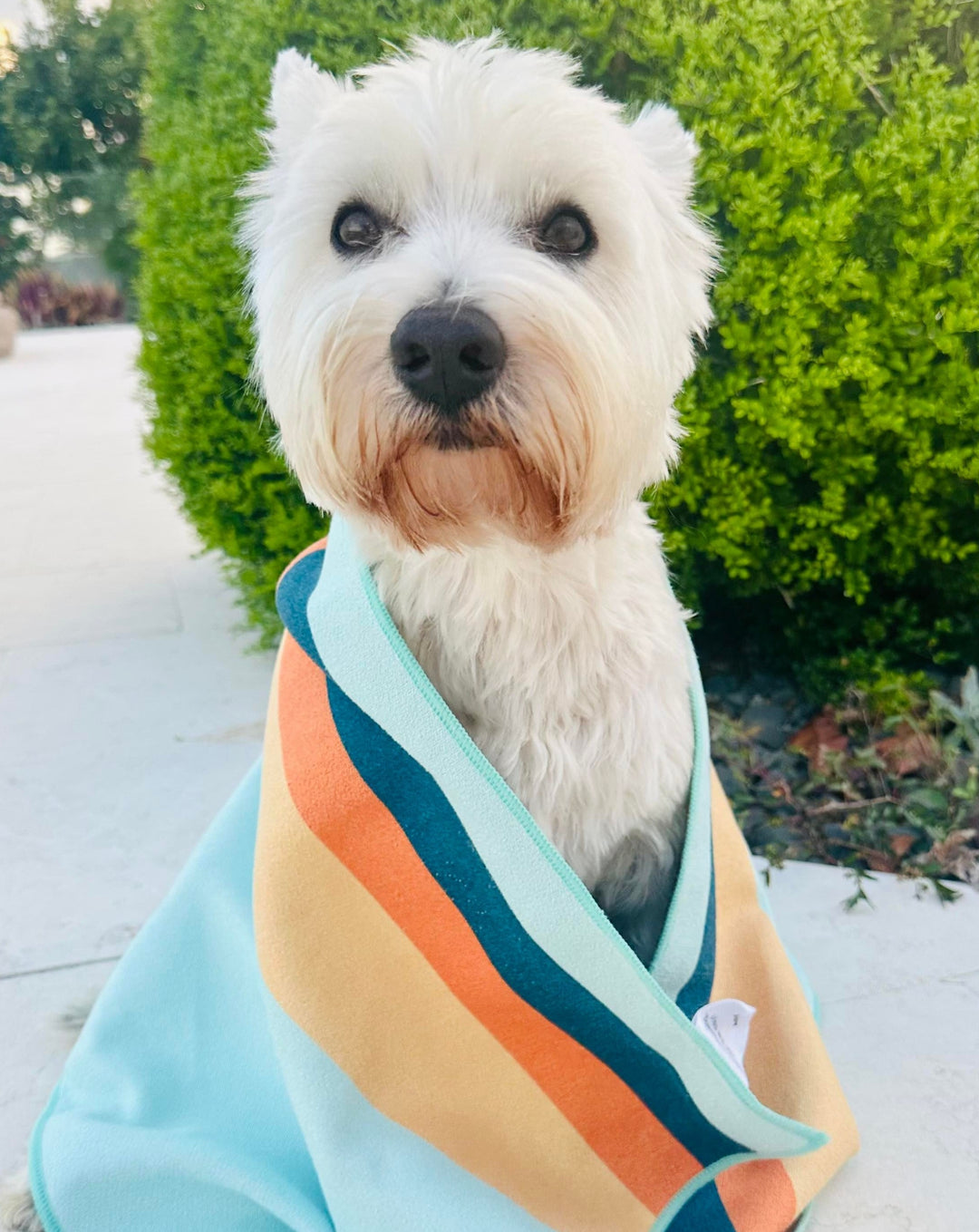 Shop Dog Towels