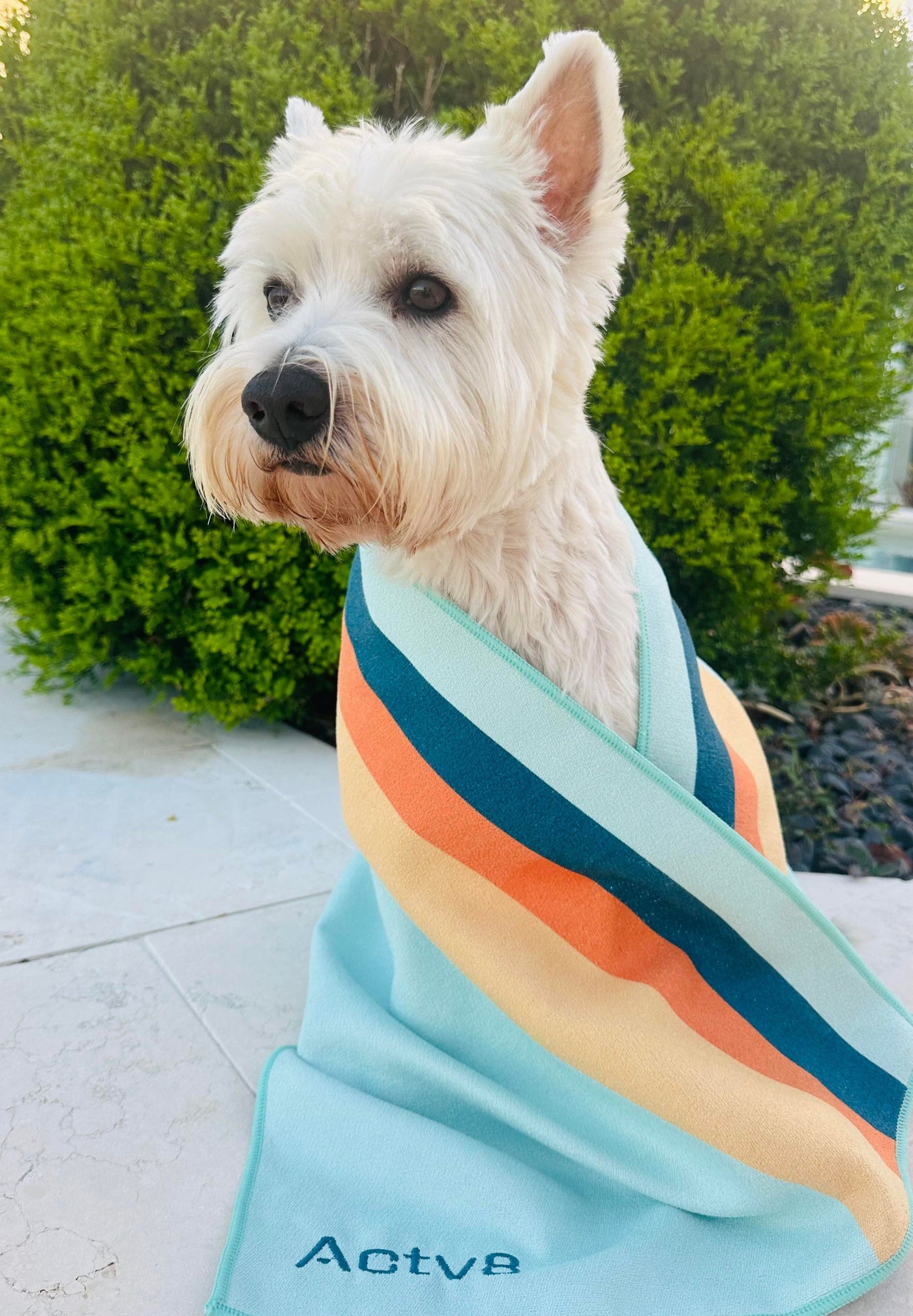 Shop Dog Towels