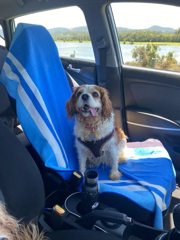 Small brown and white dog sitting on a blue striped car seat towel