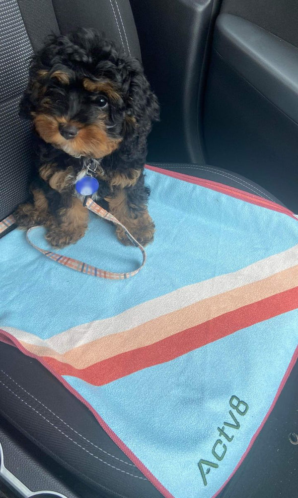Black and tan puppy sitting on a light blue Actv8 towel on a car seat