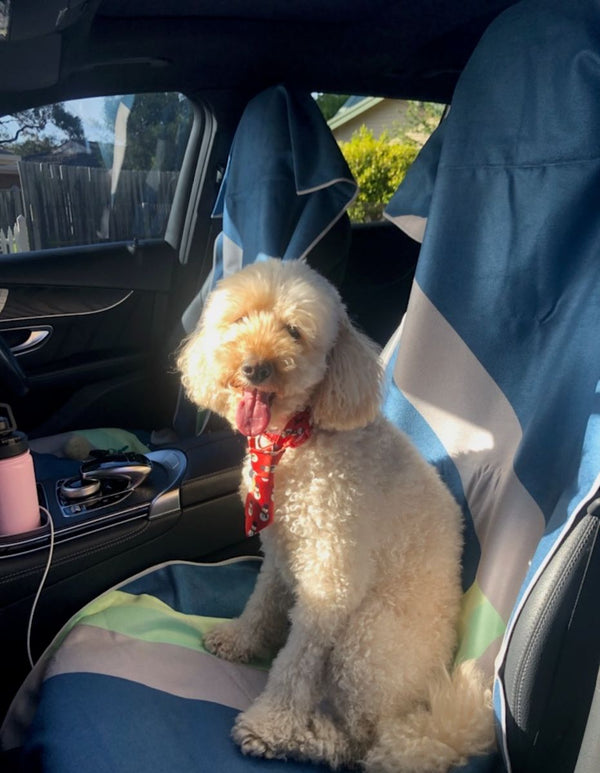 Fluffy cream dog in a red bandana sitting on a striped car seat towel
