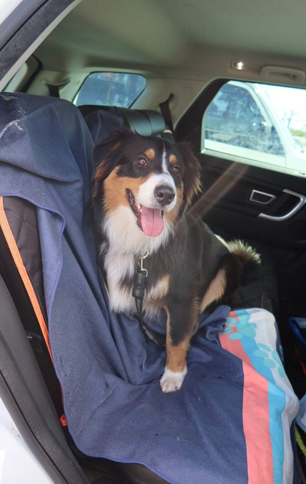 Black, white and tan dog sitting on a navy car seat towel